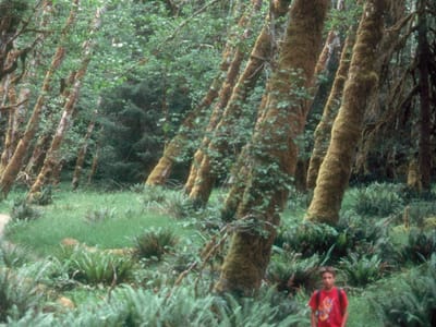 Olympic National Park: Andrew in Rain Forest