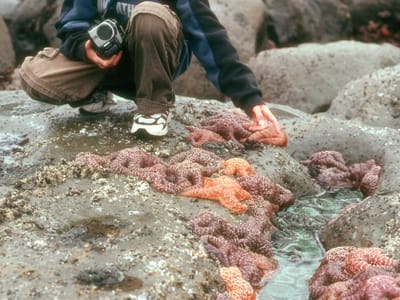 Olympic National Park: Tom with tidal pool starfish