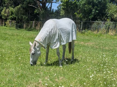 Auckland Airport Hotel: Horses where coats in NZ