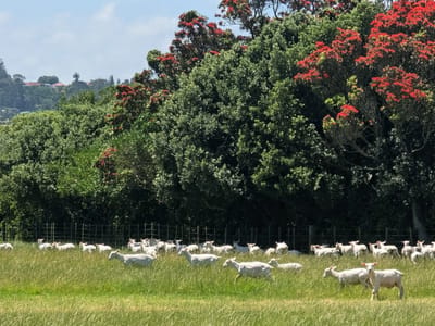 Auckland Airport Hotel: Ambury Regional Park
