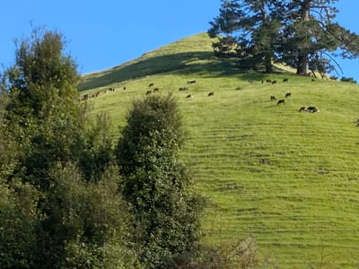 Taupo Volcanic Zone - Wairakei Thermal Valley: Scenery along the way