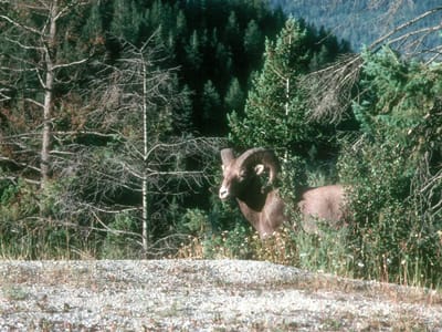 Golden - Whispering Spruce Campground: Big Horn Sheep