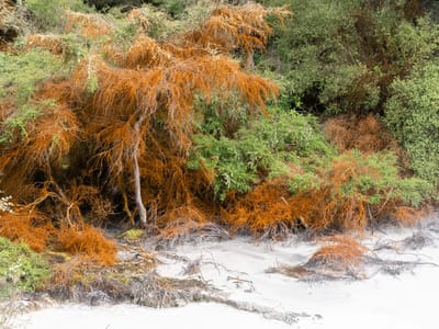 Orakei Korako: Orakei Korato