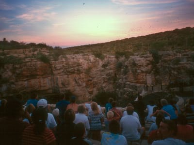 Carlsbad Caverns: Female Bats