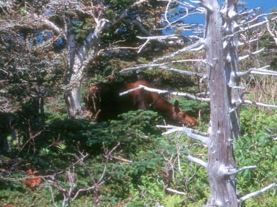 Cape Breton Highlands National Park / Cabot Trail: Moose on Skyline Trail Hike