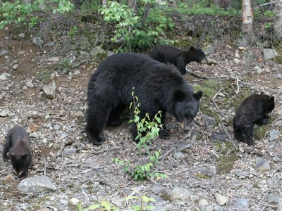 Denali National Park: Mama Bear with 3 cubs