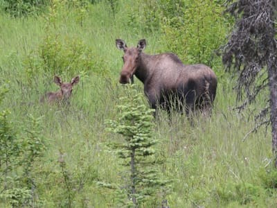 Homer: Homer Mama Moose & young