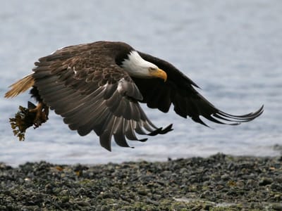 Homer: Homer Bald Eagle in flight over beach