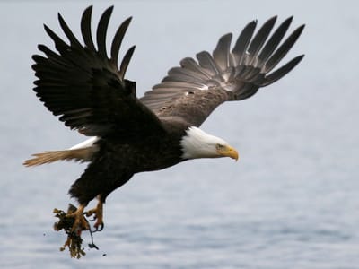 Homer: Homer Bald Eagle in flight