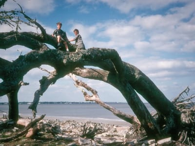 Jekyll Island: Boys in trees