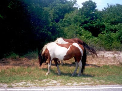 Assateague Island National Seashore: Wild Ponies