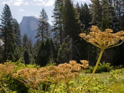Yosemite Valley: Half Dome with flowers