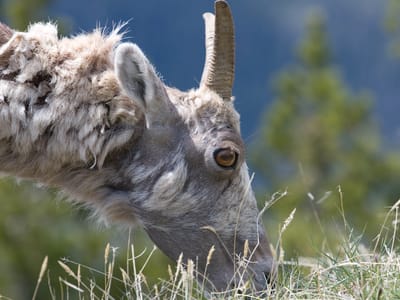 Yellowstone National Park: Bighorn on Mount Washburn