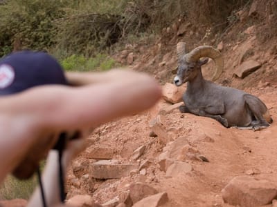 Grand Canyon - South Rim: John Photographing Bighorn