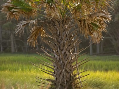 Hunting Island State Park: Palmetto Palm Tree