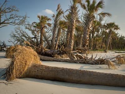 Hunting Island State Park: Beach erosion with fallen palmettos