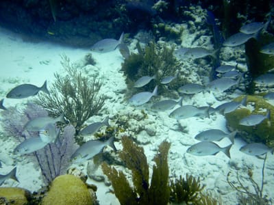 John Pennekamp State Park: Small school of reef fish - TJG