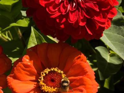 La Malbaie: French speaking Bumblebee