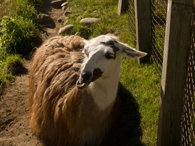 Parc du Mont-Sainte-Anne: Parc du Mont-Sainte-Anne Llama?