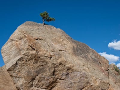 Peak to Peak Highway: Determined Pine Tree