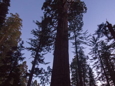 Sequoia and Kings Canyon National Parks: General Grant tree at dusk - TJG