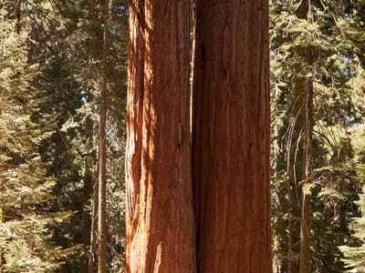 Sequoia and Kings Canyon National Parks: Siamese twin Sequoia trees