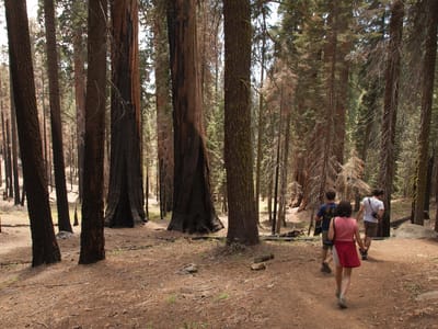 Sequoia and Kings Canyon National Parks: Hiking the Cresent Meadow trail