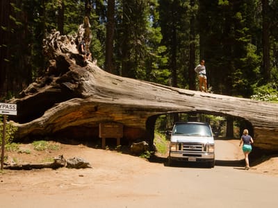 Sequoia and Kings Canyon National Parks: Tunnel Log - TJG
