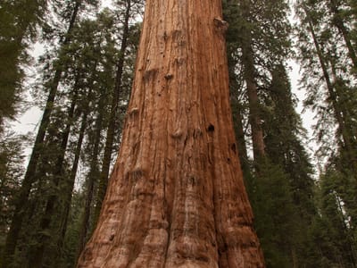 Sequoia and Kings Canyon National Parks: Tommy with General Sherman Tree