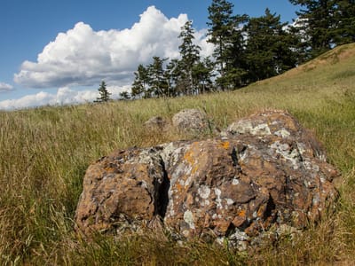 Sebastopol and Side Trips through Sonoma and Marin County: Willow Creek Meadow
