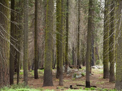 Hayward and flight Home: Leaving Yosemite Valley