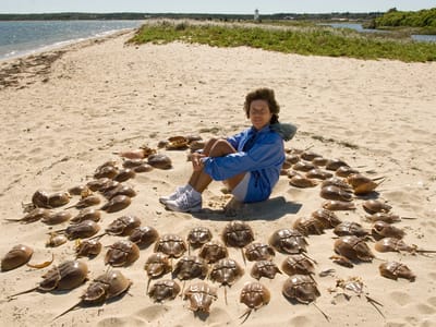 Edgartown: Horseshoe Crab Circle with Lolo