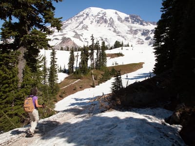 Mount Rainier National Park: Lolo approaching the Skyline Trail
