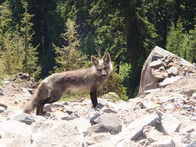Crater Lake National Park: Grey Fox