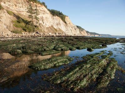 Sunset Bay State Park: South Cove Beach at Cape Arago