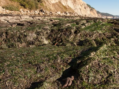 Sunset Bay State Park: Starfish at South Cove Beach, Cape Arago