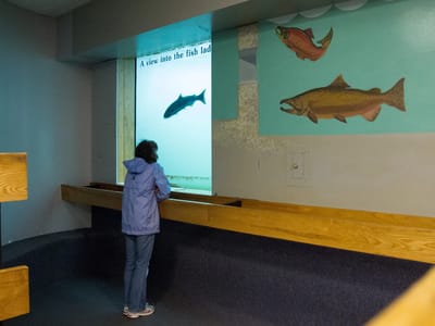 Columbia Hills State Park: Lolo Observing Fish at Bonneville Hatchery