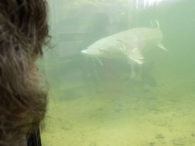 Columbia Hills State Park: Herman, the 70 Year Old Sturgeon