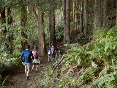 Sebastopol and Sonoma Coast State Park: Pomo Canyon / Red Hill loop trail Hike