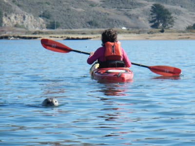 Sebastopol and Sonoma Coast State Park: Lolo Kayaking with Seal