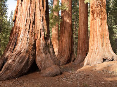 Yosemite National Park: Mariposa Grove