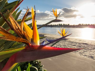 Campland on the Bay and San Diego Side Trips: Mission Bay Birds of Paradise