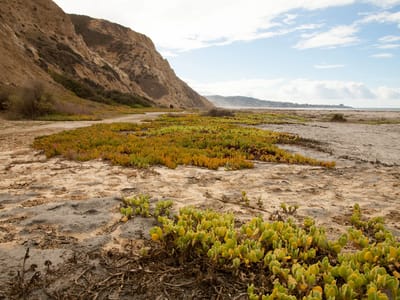 Campland on the Bay and San Diego Side Trips: Torrey Pines State Beach