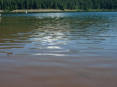Lake Siskiyou Camp Resort: Hatchery Trout with Mount Shasta