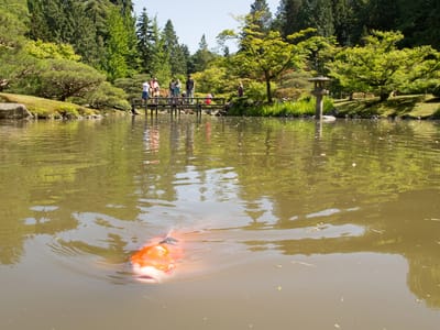 Seattle: Seattle Japanese Garden Koi