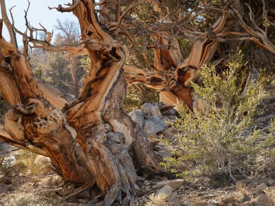 Eastern Sierra (South of  Mono Lake): Bristlecone Pine Trees