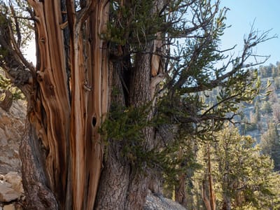 Eastern Sierra (South of  Mono Lake): Lolo Hiking in Bristlecone Pine Forest