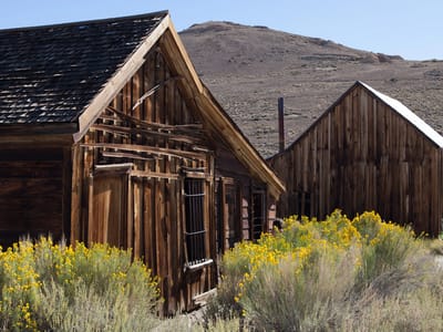 Eastern Sierra (North of  Mono Lake): Bodie Buildings with Yellow Flowers