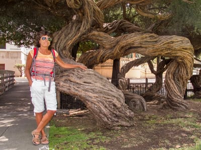 San Francisco North / Petaluma KOA: Lolo with Oakland Twisted Tree