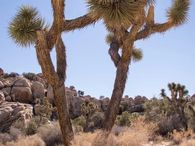 Joshua Tree National Park: Two Joshua Trees